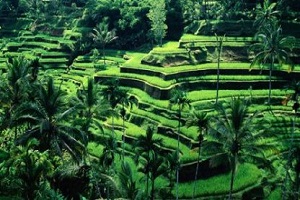 Rice Terraces Bali