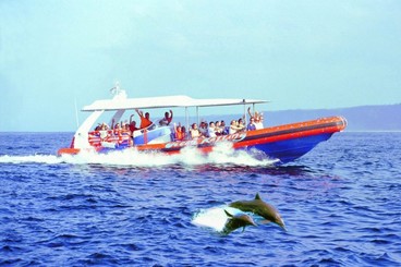 Bali Dolphin Cruise